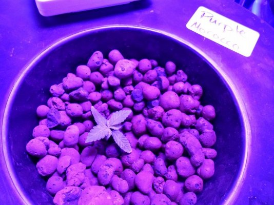 Kosher Kush, Purple Morocco, Cherry Bomb// LED// DWC