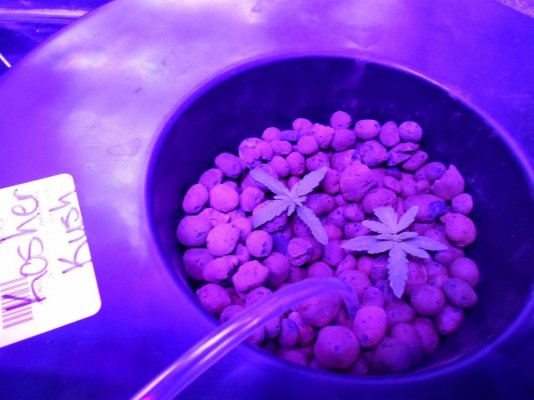 Kosher Kush, Purple Morocco, Cherry Bomb// LED// DWC