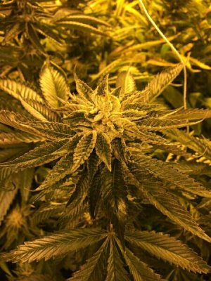 Tahoe og