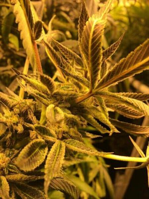 Latest Crop