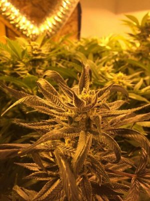 Latest Crop