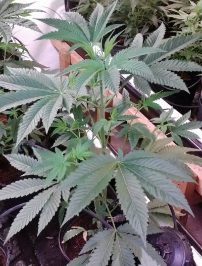 = The BEST OG Kush Clone Only=