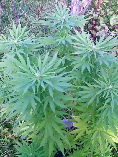 Diceman Genetics Double vision.jpg