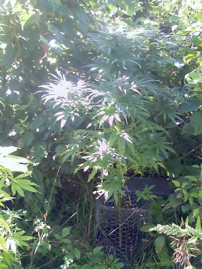 Kc Brains Brains Escape the killa Lemmon pheno.jpg