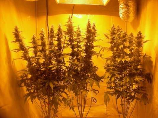 super-stardawg-at-45-days-bloom.jpg