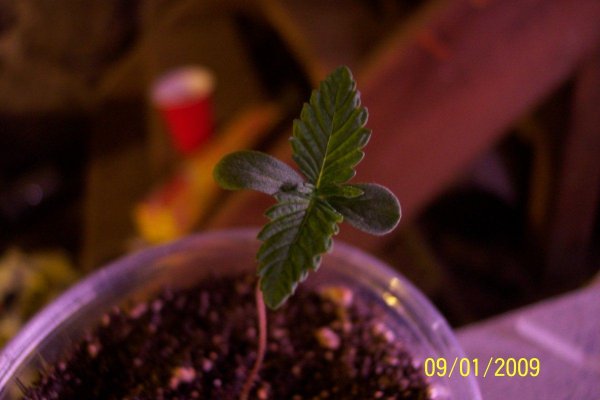 100_2493.jpg