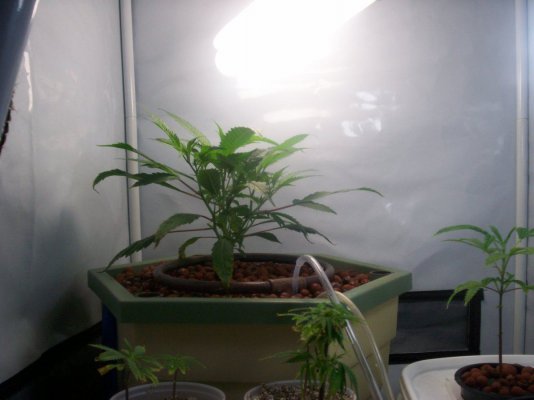 gh-waterfarm-grow-big-bang.jpg