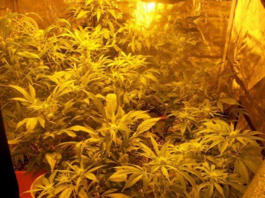 led/hps grow-mixed strains