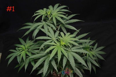 Plant #1-1.jpg