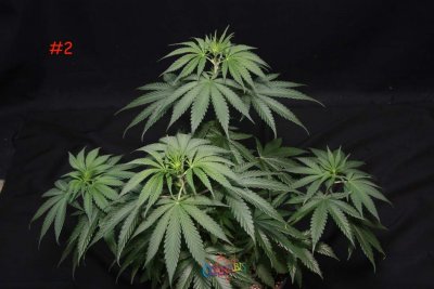 Plant #2 - Male-1.jpg