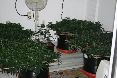 1st day of bloom 001 (Medium).jpg