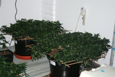 1st day of bloom 002 (Medium).jpg