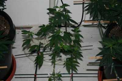 1st day of bloom 005 (Medium).jpg