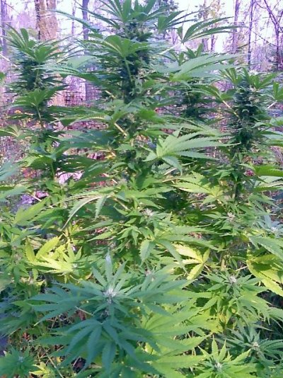 double-vision-diceman-genetics.jpg