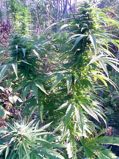 mindbender-kc-brains.jpg
