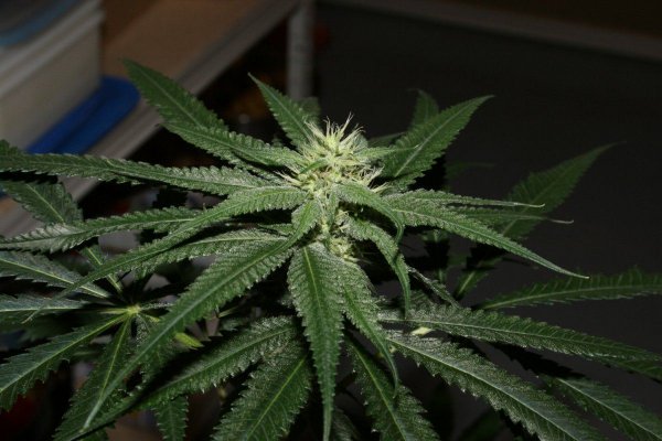 OG.Kush x JTR (12).JPG