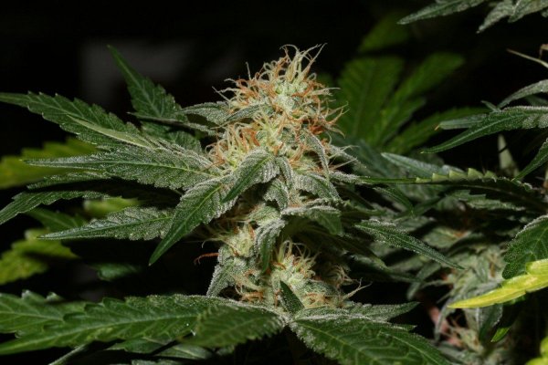 OG.Kush S1 (sdro) (10).JPG