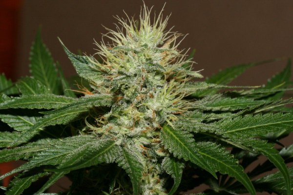 OG.Kush S1 (sdro) (41).JPG