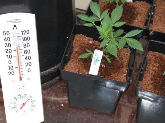 southernstoners-auto-dabbling-5.jpg