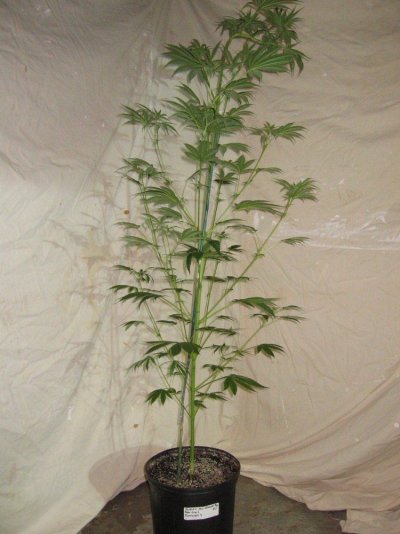 Karmatest 9 9-5 016.jpg