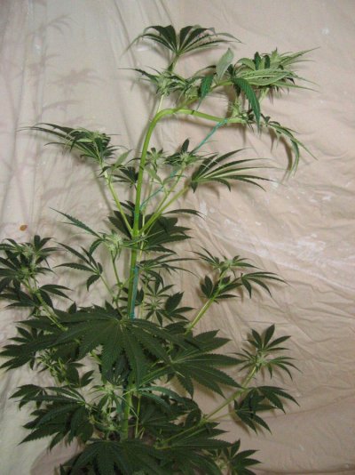 Karmatest 9 9-5 017.jpg