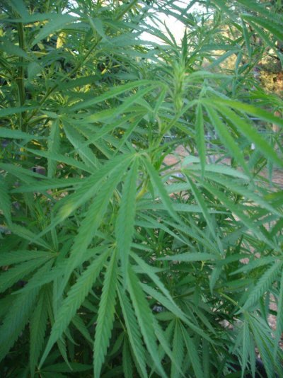 PXfoliage.JPG