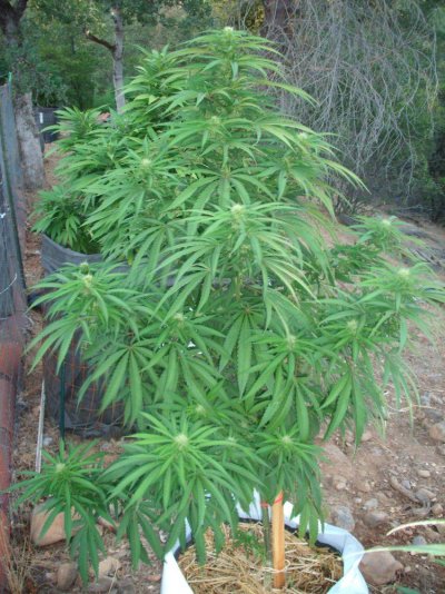 F1 Blockhead flowering outdoors. Follow along