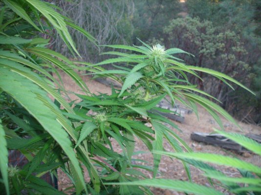 F1 Blockhead flowering outdoors. Follow along