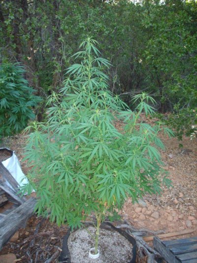 GoldRushPlant.JPG