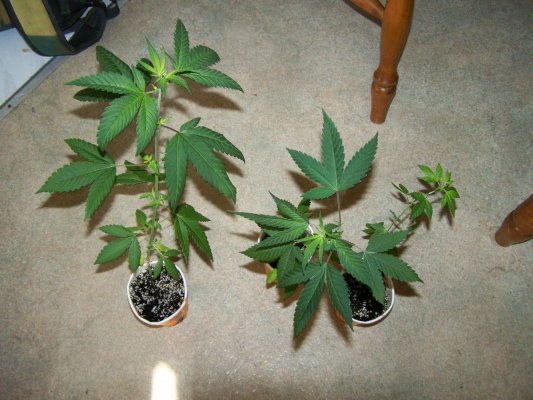 PSD51.jpg