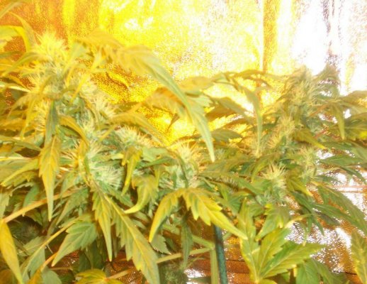 jah heals all 003.JPG