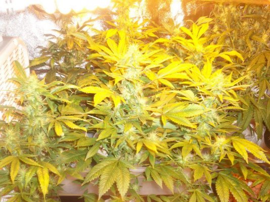 jah heals all 005.JPG