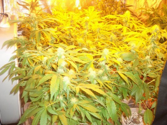 jah heals all 010.JPG