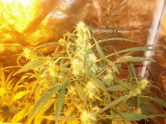 jah heals all 012.JPG