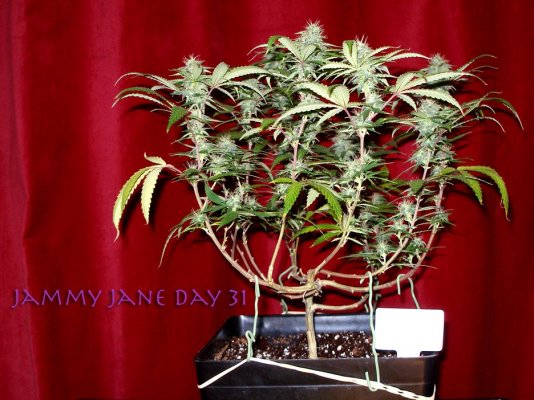 Jammy-Jane31.jpg