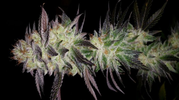 Michigan... Strains, pics, and whatever!