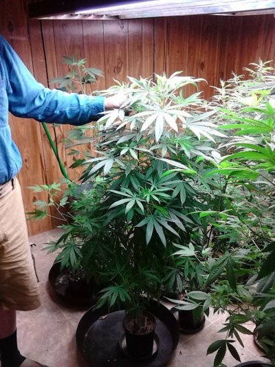 Bluzboy's Thread On Master Natural Therapy's gear/seed and hybrid's