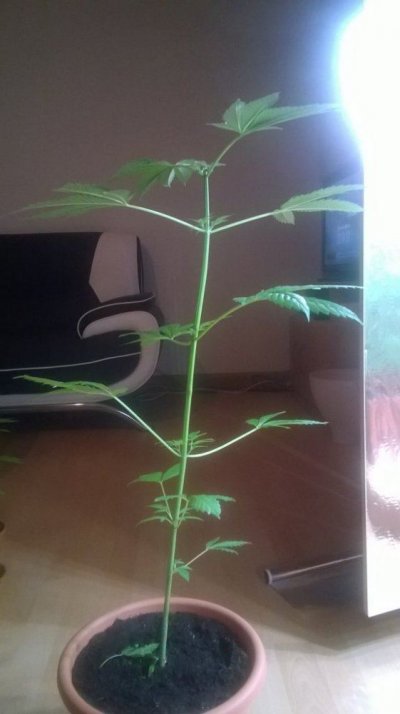 WP_20140701_010.jpg