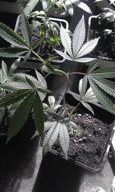 Girl Scout Cookies & Friends