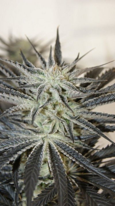 Green Dot Labs Loompa Farms Grows