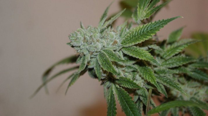 Green Dot Labs Loompa Farms Grows
