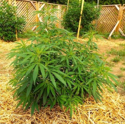 Sassy's garden 2014