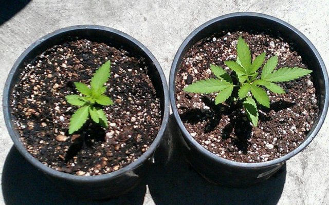 Kimbo Kush x Mr White   7 16