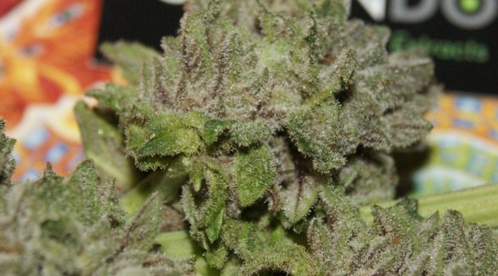 Green Dot Labs Loompa Farms Grows