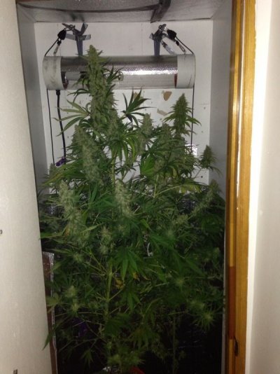 Introduction and advice seeking planning 1st legal grow and lots of s 6