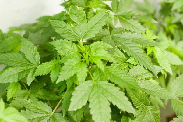 Weird Round Leaves 2.jpg