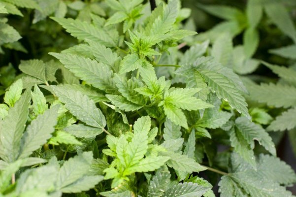 Weird Round Leaves.jpg