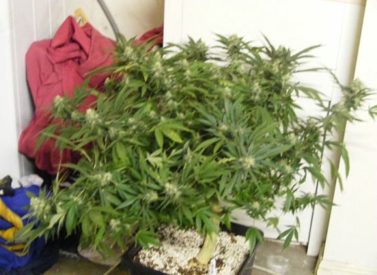 sweet seeds SAD S1 and CREAM CARAMEL in coco perlite