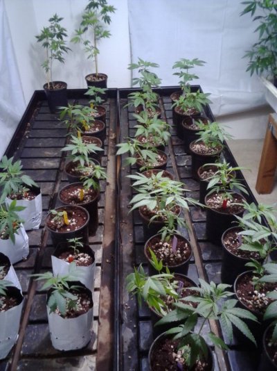 Alphakronik Genes Seeds? nice cross's