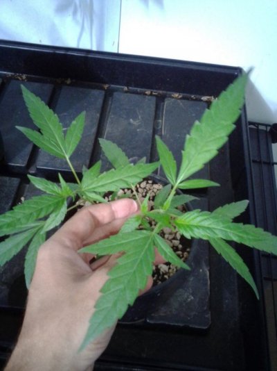CINEX SEEDS?